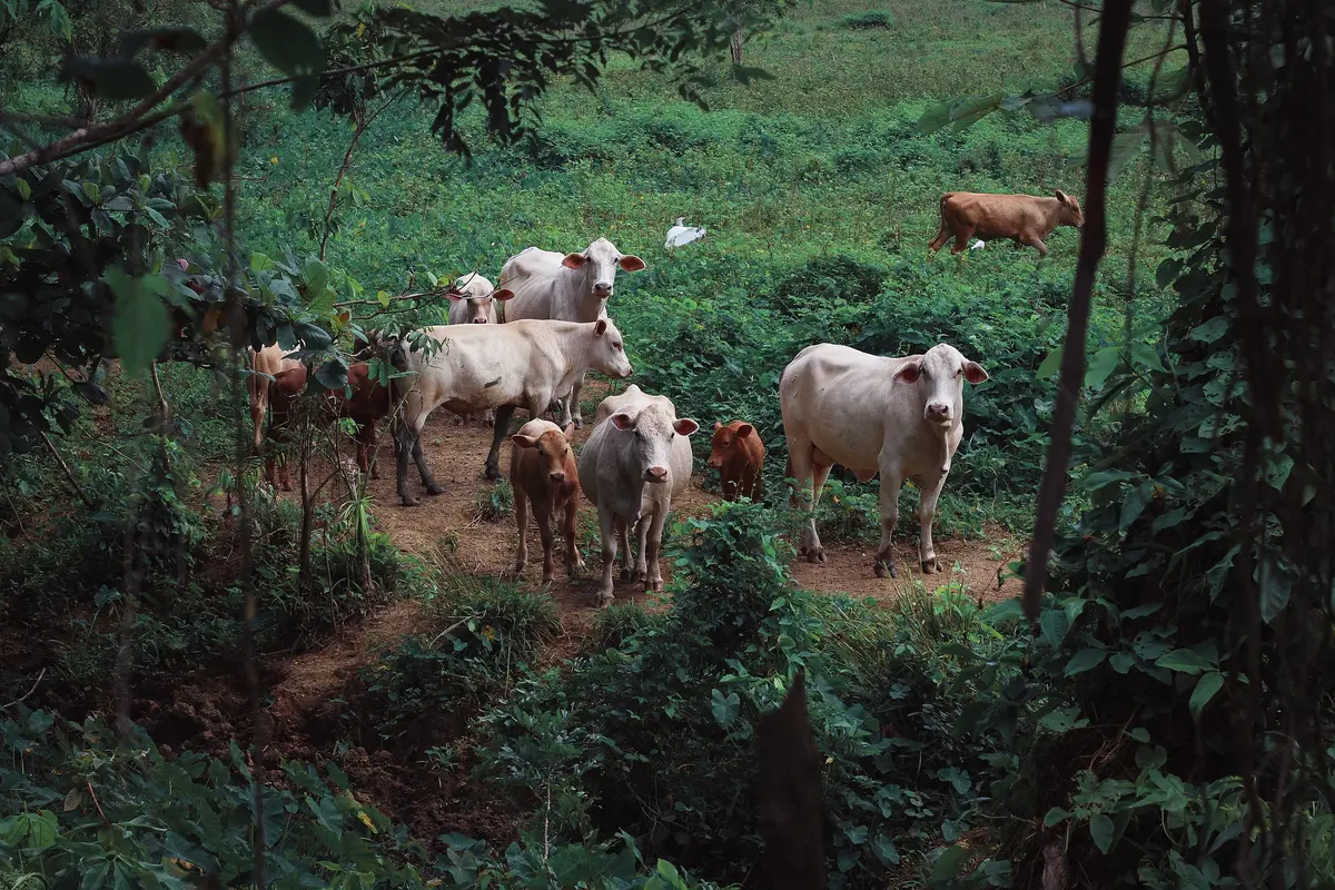 Jenis Sapi Potong
