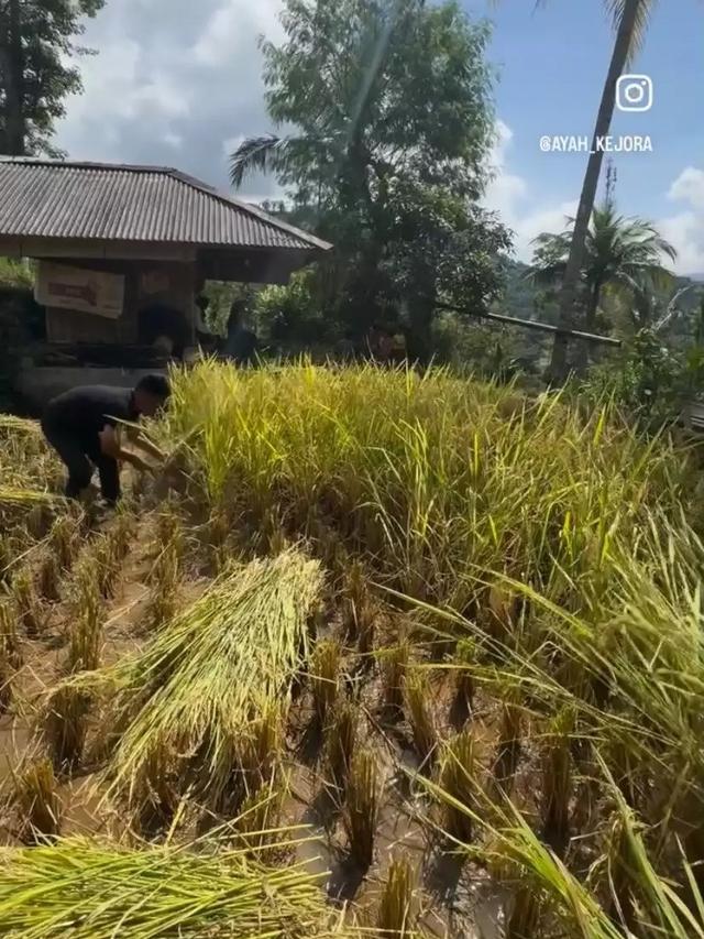 Ayah Lesti Kejora Jadi Petani