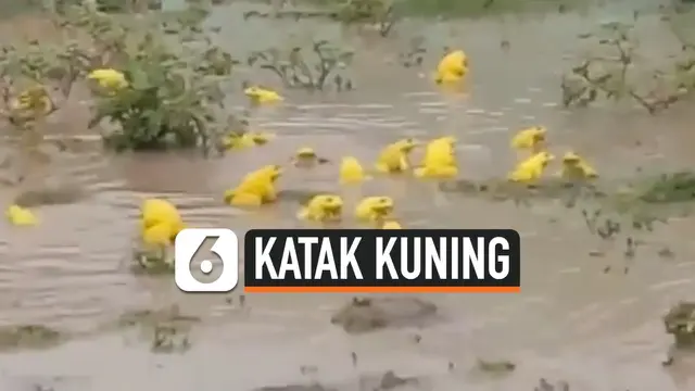 VIDEO: Katak Kuning Langka Muncul di India