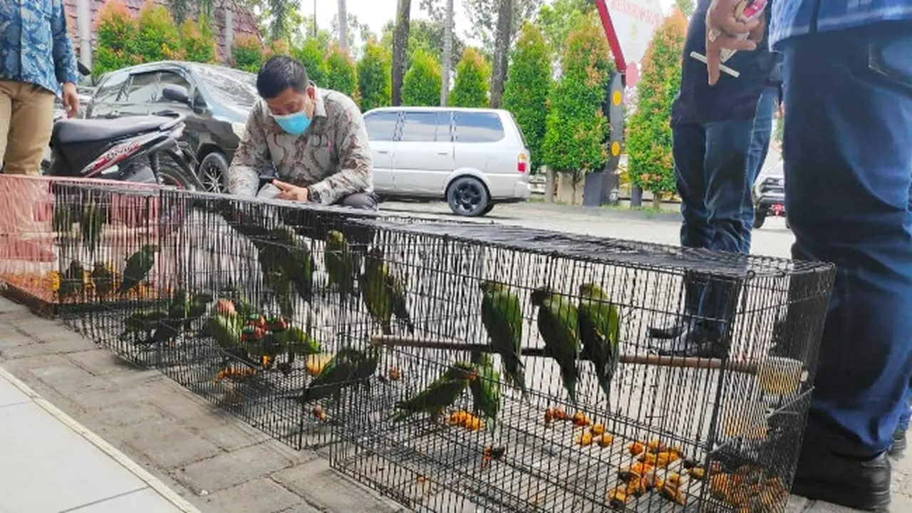 Burung petet sitaan Polda Riau dari seorang pegawai negeri sipil Pemprov Riau.