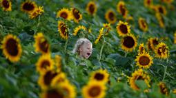 Berita Bunga Matahari Hari Ini Kabar Terbaru Terkini