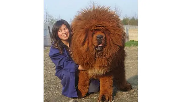 6 Bentuk Anjing Ini Mencengangkan, Ada yang Disebut Mirip Alien