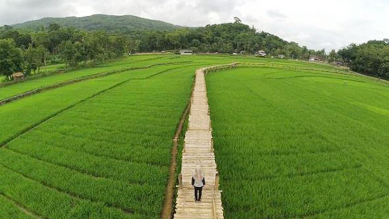 Lagi Hits, Sawah Sukorame Jadi Spot Swafoto Instagenic di Jogja