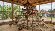 6 Model Kandang Ayam dengan Tempat Bertengger Bertingkat untuk Produktivitas Optimal