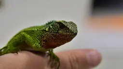 Kadal mirip naga dengan dominan warna hijau ditemukan diperlihatkan Ilmuwan asal Peru, Paul Venegas , Quito, Kamis (24/4/2015). Ilmuwan Peru berhasil menemukan tiga jenis kadal spesies baru yang ditemukan di Peru dan Ekuador. (AFP Photo/ Rodrigo Buendia)