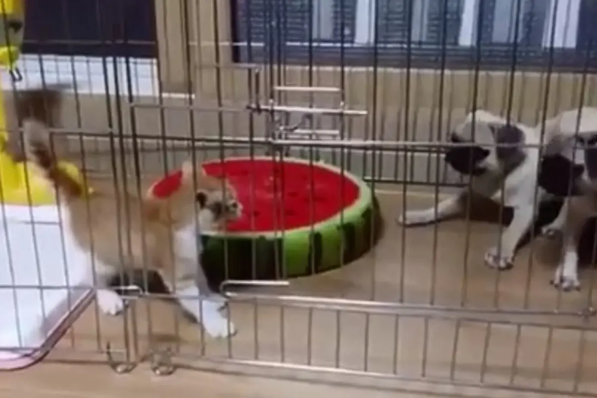 [Bintang] Anjing dan anak kucing