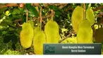 Tahukah Anda ternyata buah nangka memiliki kandungan gizi yang bisa menurunkan berat badan? Simak penjelasannya di video ini