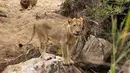 Kawanan singa tersebut akhirnya kalah dan melepaskan kerbau tua itu, di Londolizi Game Reserve, dekat Taman Nasional Kruger, Afrika, Kamis (23/7/2015). (Dailymail) 