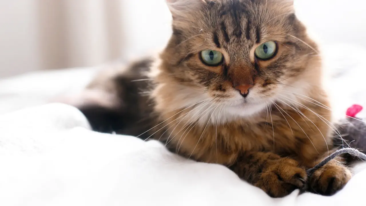 Kucing Maine Coon
