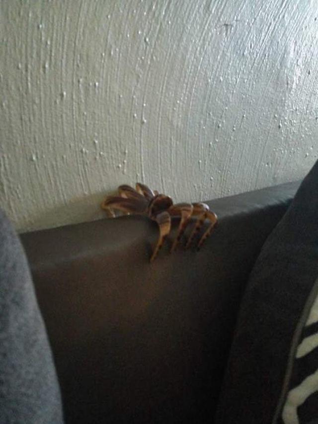 ilusi optik (foto: boredpanda)