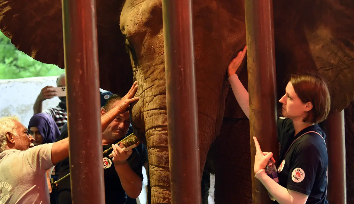 Tim dokter hewan dari Four Paws International merawat gading gajah Madhu Bala yang bengkak di Karachi Zoological Garden, Karachi, Pakistan, 17 Agustus 2022. Madhu Bala diambil dari nama seorang aktris Bollywood. (Asif HASSAN/AFP)