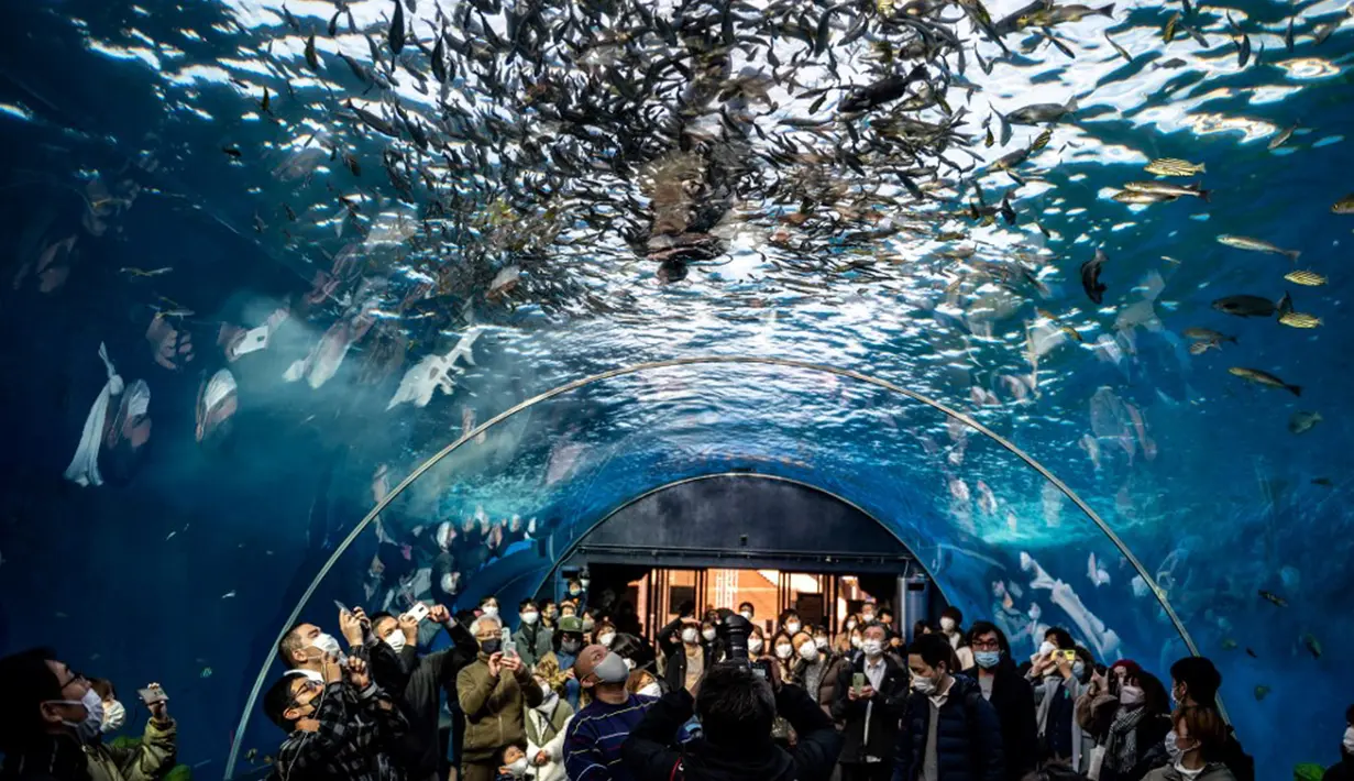 Pengunjung menyaksikan seorang penyelam berpakaian seperti Sinterklas (atas) memberi makan ikan dalam akuarium di Yokohama Hakkeijima Sea Paradise, Yokohama, Jepang, 10 Desember 2021. Walau populasi umat Kristiani hanya 1 persen, perayaan Natal di Jepang tetap meriah. (Philip FONG/AFP)