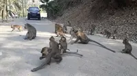 Monyet-monyet berkeliaran di jalan sekitar Masjid Saka Tunggal, Cikakak, Wangon, Banyumas. (Foto: Liputan6.com/Muhamad Ridlo)