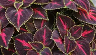 10 Tanaman Hias Indoor dengan Daun Warna Warni yang Bikin Ruangan Lebih Hidup dan Estetik