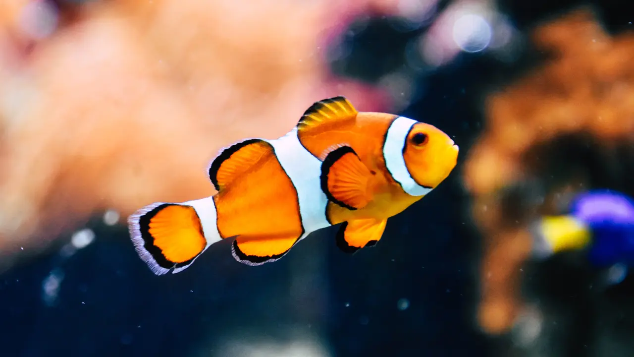 Ikan
