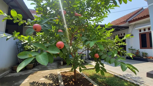 14 Pohon Buah yang Tidak Mudah Diserang Ulat Daun, Pilihan untuk Kebun Organik