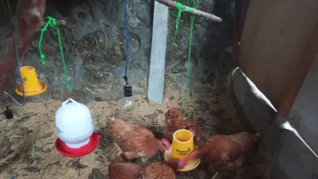 Perkebunan dan Peternakan dengan Sistem Integrated Farmin oleh Piramida Project.