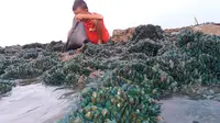Seorang bocah sedang memunguti kerang hijau yang tiba-tiba muncul di pesisir Pantai Sungai Buntu, Desa Sungai Buntu, Kecamatan Pedes, Karawang. (Liputan6.com/ Abramena)