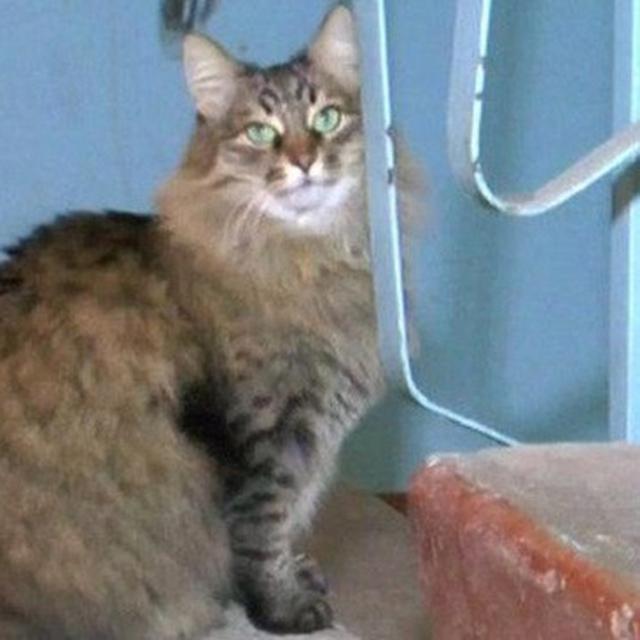 Masha Kucing Menggemaskan Yang Selamatkan Nyawa Bayi Citizen6 Liputan6 Com