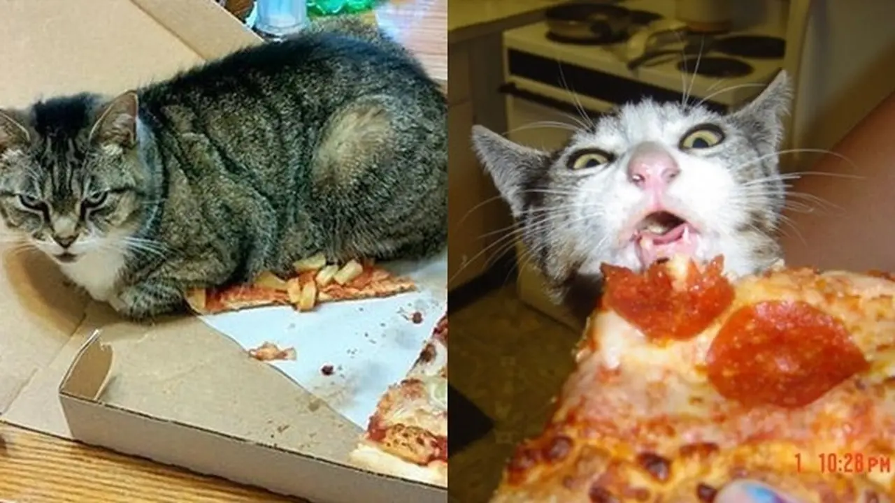 6 Tingkah Kucing Suka dengan Pizza Ini Bikin Pemelihara Tepuk Jidat