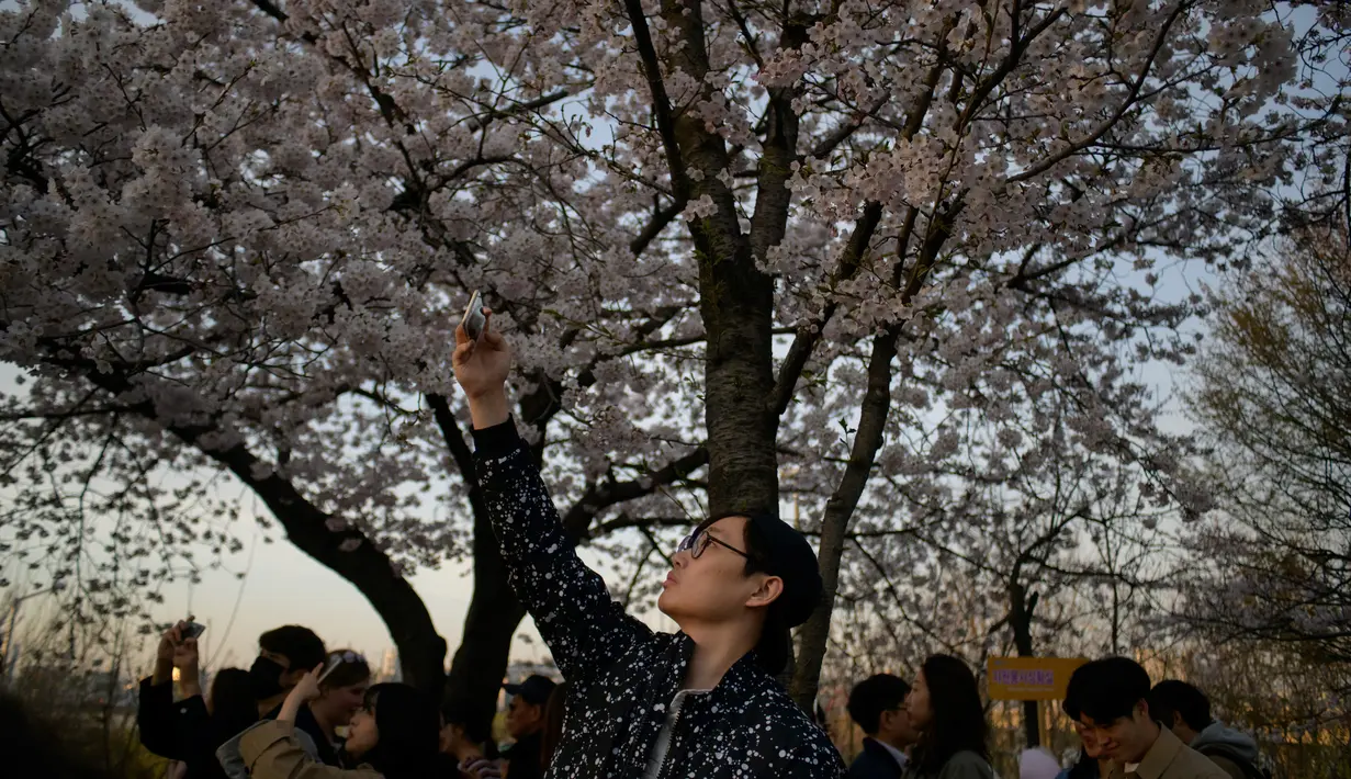 Seorang pria mengambil gambar di bawah bunga sakura selama Festival Bunga Musim Semi Yeouido di Seoul, Korea Selata pada 7 April 2019. Festival ini merupakan festival Cherry Blossom tahunan terbesar yang diselenggarakan pada musim semi di Kota Seoul. (Photo by Ed JONES / AFP)