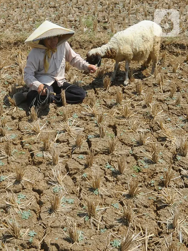 Kemarau Panjang Akibat El Nino