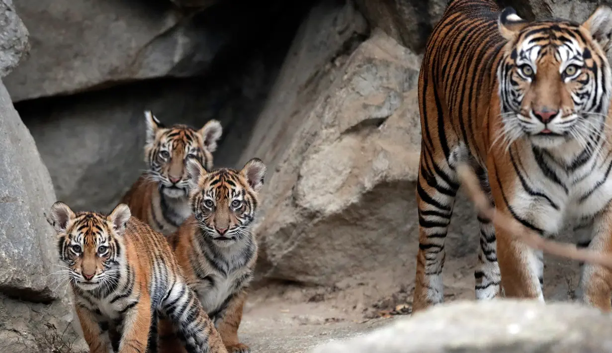 Empat harimau Sumatra muda bersama ibunya  Mayang saat berada di kandangnya di kebun binatang di Berlin, Jerman (22/11). Empat anak Harimau Sumatera ini diberi nama Oscar, Willi, Seri dan Kiara. (AP Photo/Michael Sohn)