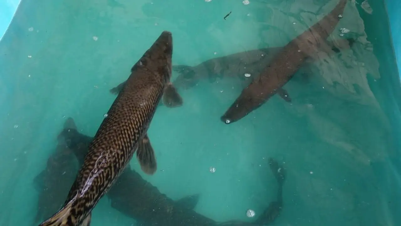 Matinya Perdagangan Ikan Aligator di Pasar Tradisional Palembang