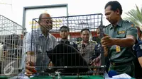 Direktorat Kriminal Khusus Polda Metro Jaya berhasil membongkar sindikat jual beli satwa dilindungi dan menangkap enam tersangka, Jakarta, Rabu (18/11). Polisi juga menyita barang bukti sedikitnya 8 satwa yang dilindungi. (Liputan6.com/Yoppy Renato)