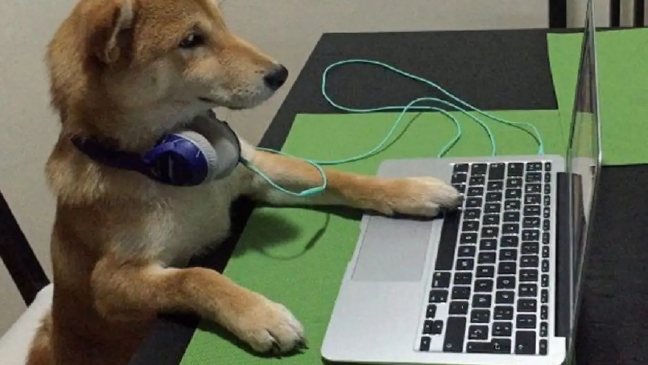 Anjing kecanduan nonton teve