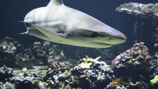 Ilustrasi simbiosis komensalisme