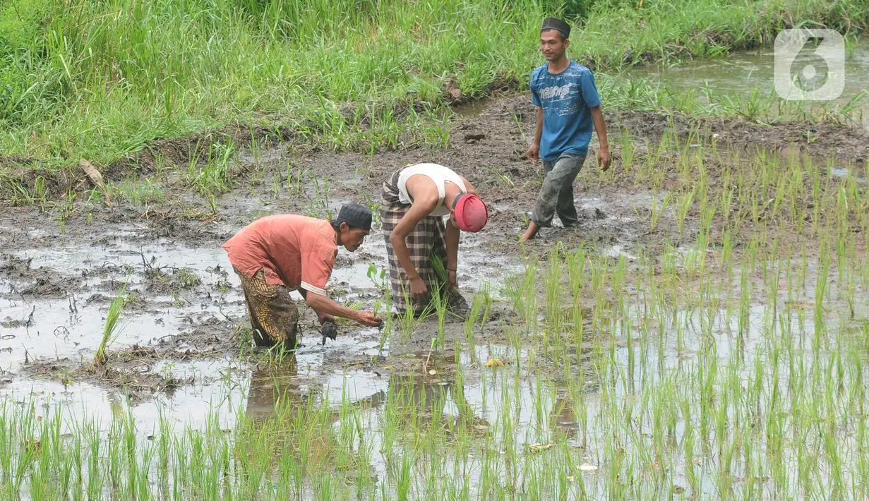 Santri mengaji Kitab Kuning pada bangunan non permanen di Pesantren Nurul Fattah, Kampung Cisauk, Kab. Tangerang, Banten, Senin (7/2/2022). Pesantren non permanen ini baru berdiri 6 bulan dan diprakarsai oleh Ustad Abi Taslim yang berprofesi sebagai sopir truk pasir. (merdeka.com/Arie Basuki)