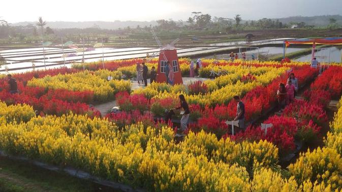 Menikmati Mentari Pagi Di Hamparan Celosia Si Tanaman