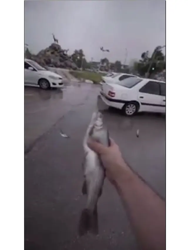 Viral Ikan Jatuh dari Langit di Tengah Hujan Lebat, Ini Penyebabnya