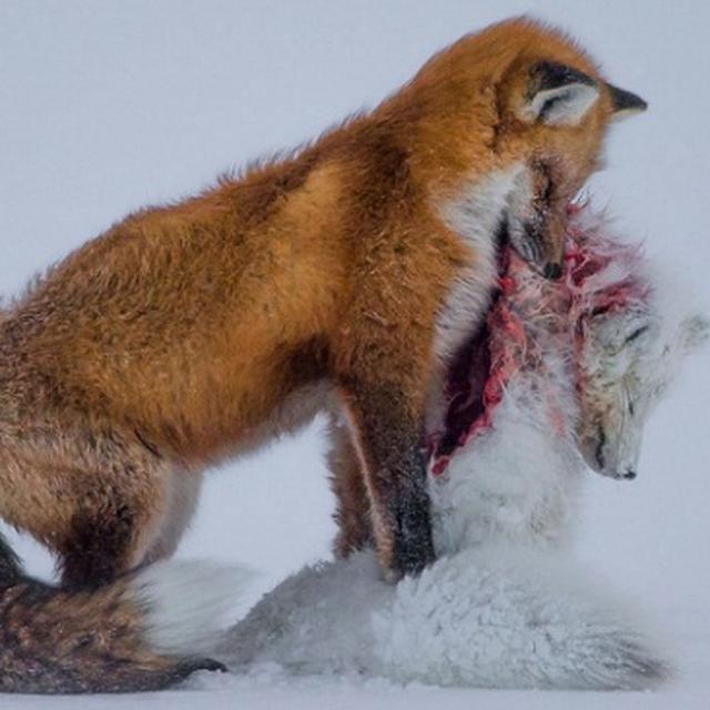 9700 Koleksi Gambar Hewan Rubah Merah Terbaru