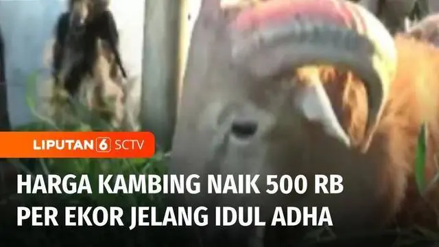 Harga kambing kurban di Kabupaten Tangerang, Banten, naik. Kenaikan kambing kurban mencapai Rp 500 ribu per ekor.