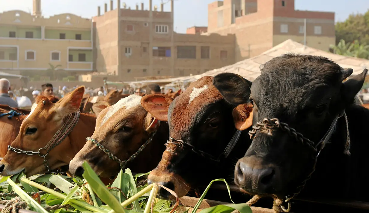 Sejumlah sapi yang dijual di pasar ternak untuk hewan kurban menjelang perayaan Idul Adha di Desa Al Manashi di Giza, Kairo, Mesir, Rabu (7/9). (REUTERS/Mohamed Abd El Ghany)
