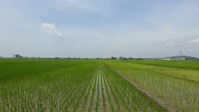 Petani mulai memanfaatkan lahan persawahan untuk tanam padi. (Dok Kementan)
