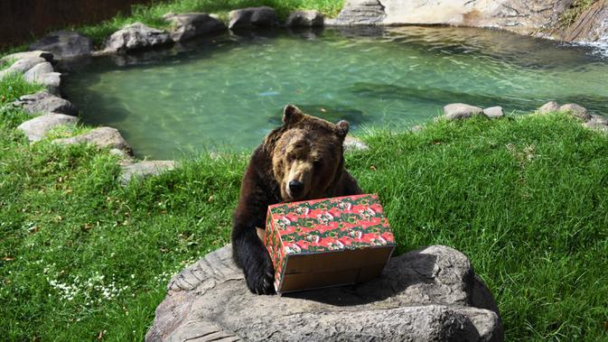 Beruang bernama Prohor membawa hadiah yang dibawa pengunjung sebagai bagian dari tradisi Natal di La Aurora Zoo, Guatemala City pada Kamis (19/12/2019). Hari Natal yang jatuh pada 25 Desember membuat sejumlah kebun binatang turut merayakannya dengan cara yang unik. (Orlando  ESTRADA/AFP)