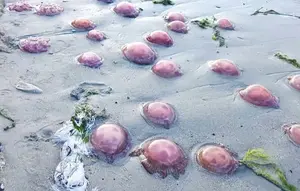 Heboh Ribuan Ubur-Ubur Merah Muda Terdampar di Pesisir Buton Tengah