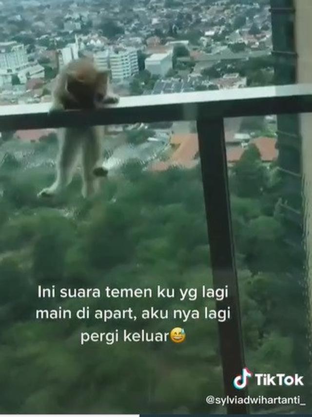 viral video kucing nyari jatuh dari apartemen