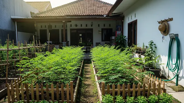14 Jenis Sayuran Kampung yang Mudah Ditanam dan Jarang Dijual di Pasar
