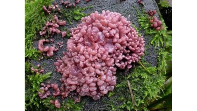 6 Bentuk Jamur Paling Unik di Dunia, Ada yang Mirip Daging Sapi