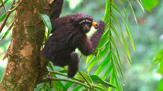 Spesies Kera Skywalker Hoolock Gibbon di Tiongkok