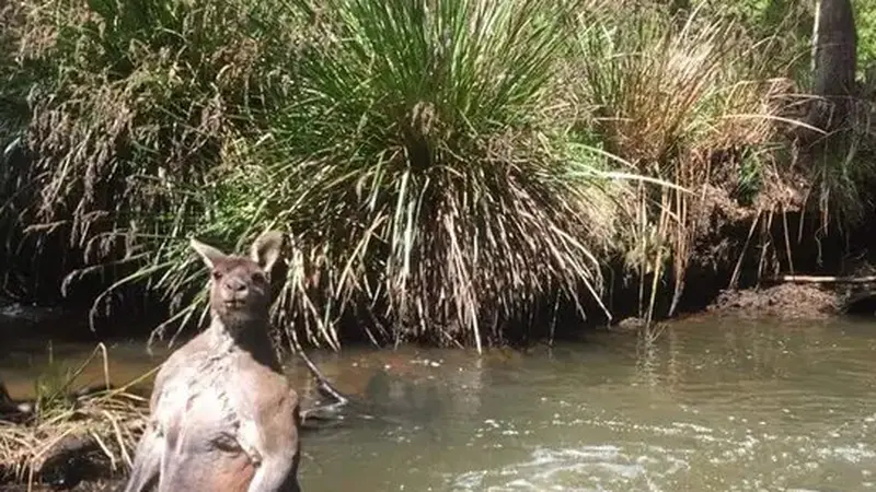 Kangguru Super Macho, Pamerkan Perut Kekar dan Berotot Saat Difoto