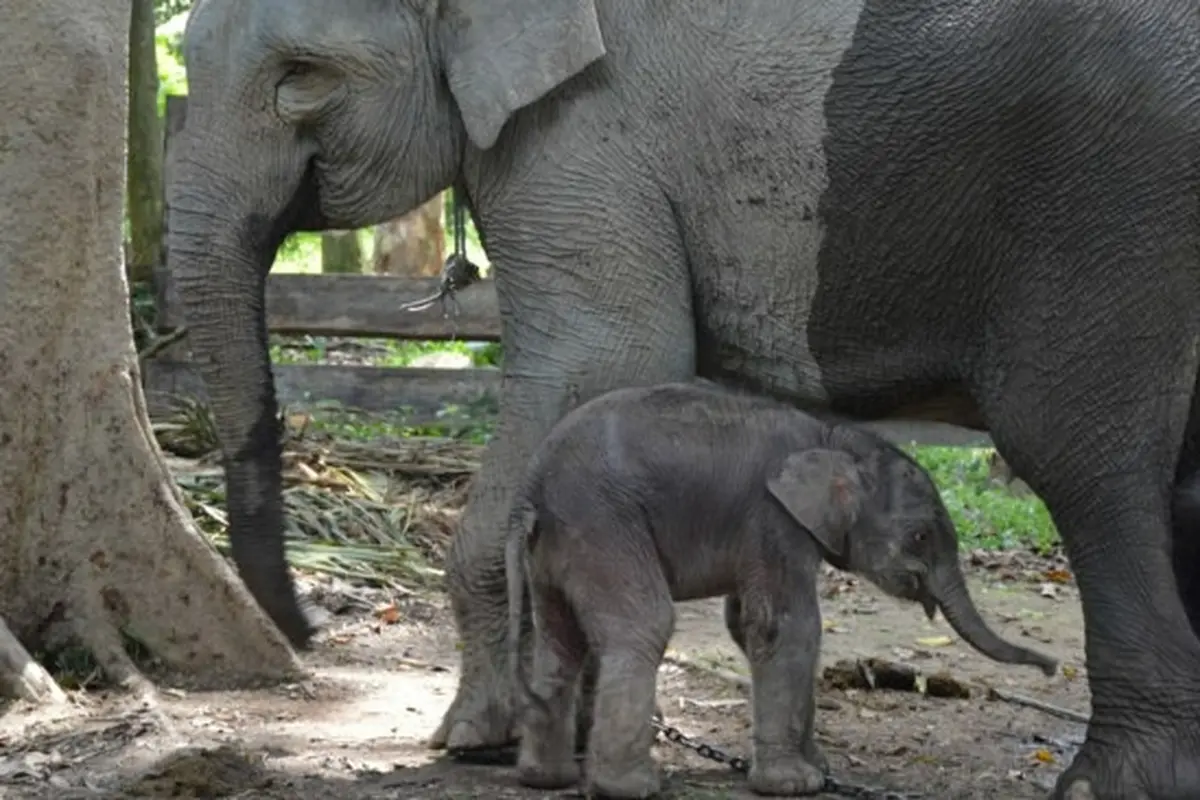 Bayi gajah Damar bersama induknya Ngatini di TWA Buluh Cina, Kecamatan Siakhulu, Kabupaten Kampar.