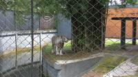 Harimau Benggala di Kandang Taman Rimba Jambi