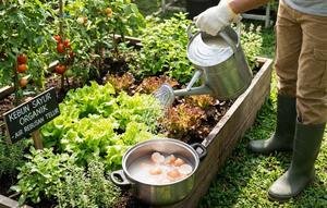 Air Sisa Rebusan Telur sebagai Air Penyiraman Sayur Organik (Image by Gemini AI)