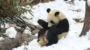 Seekor panda berguling di atas salju yang dibuat oleh anggota staf di dalam kandang mereka di Giant Panda Breeding di Chengdu, China pada 25 Desember 2019 . Tempat ini merupakan rumah para panda yang dikembangbiakkan. (Photo by STR / AFP)