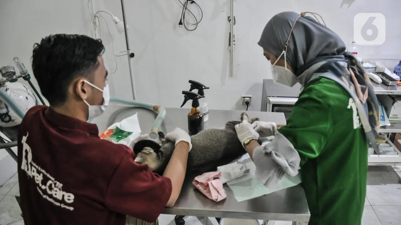 Dinas KPKP Gelar Sterilisasi Kucing dan Vaksinasi Rabies Gratis